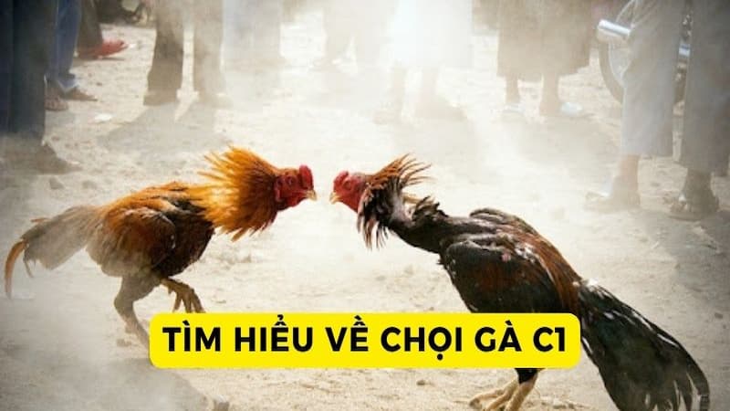 Đôi nét về hình thức cược Đá Gà C1 Net88