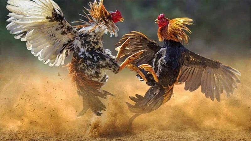 Điều gì thú vị để chọn tham gia Đá Gà C1 Net88?