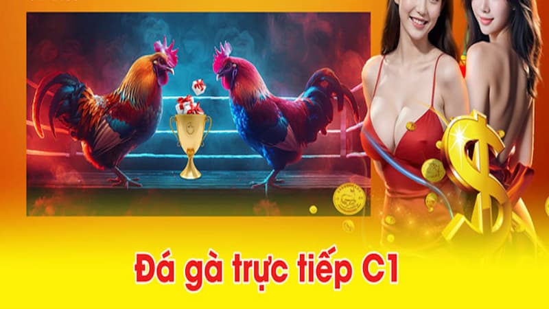 3 bước hướng dẫn tham gia cược Đá Gà C1
