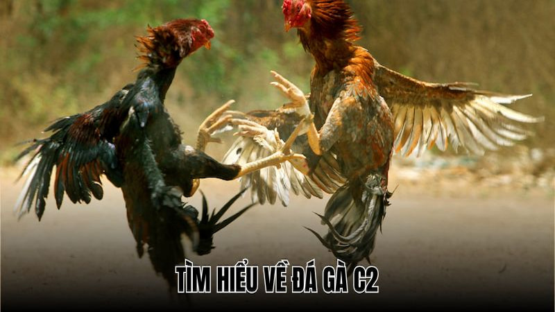 Đôi nét về Đá gà C2 Net88