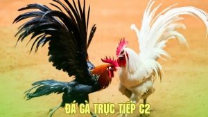 Các giống gà chọi phổ biến được lựa chọn tại đá gà C2 Net88