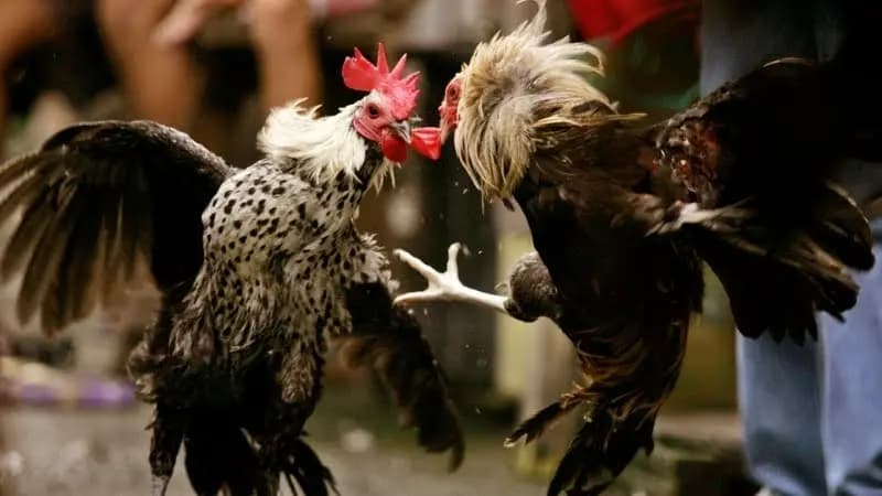 Quy trình thi đấu trong đá gà C3 Net88