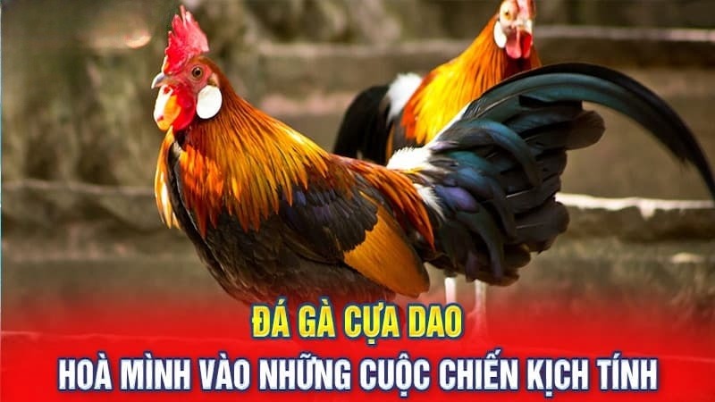 Đá gà cựa dao hấp dẫn tại nhà cái Net88