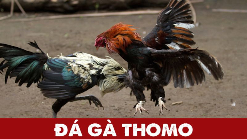 Những đặc điểm nổi bật của đá gà thomo tại net88